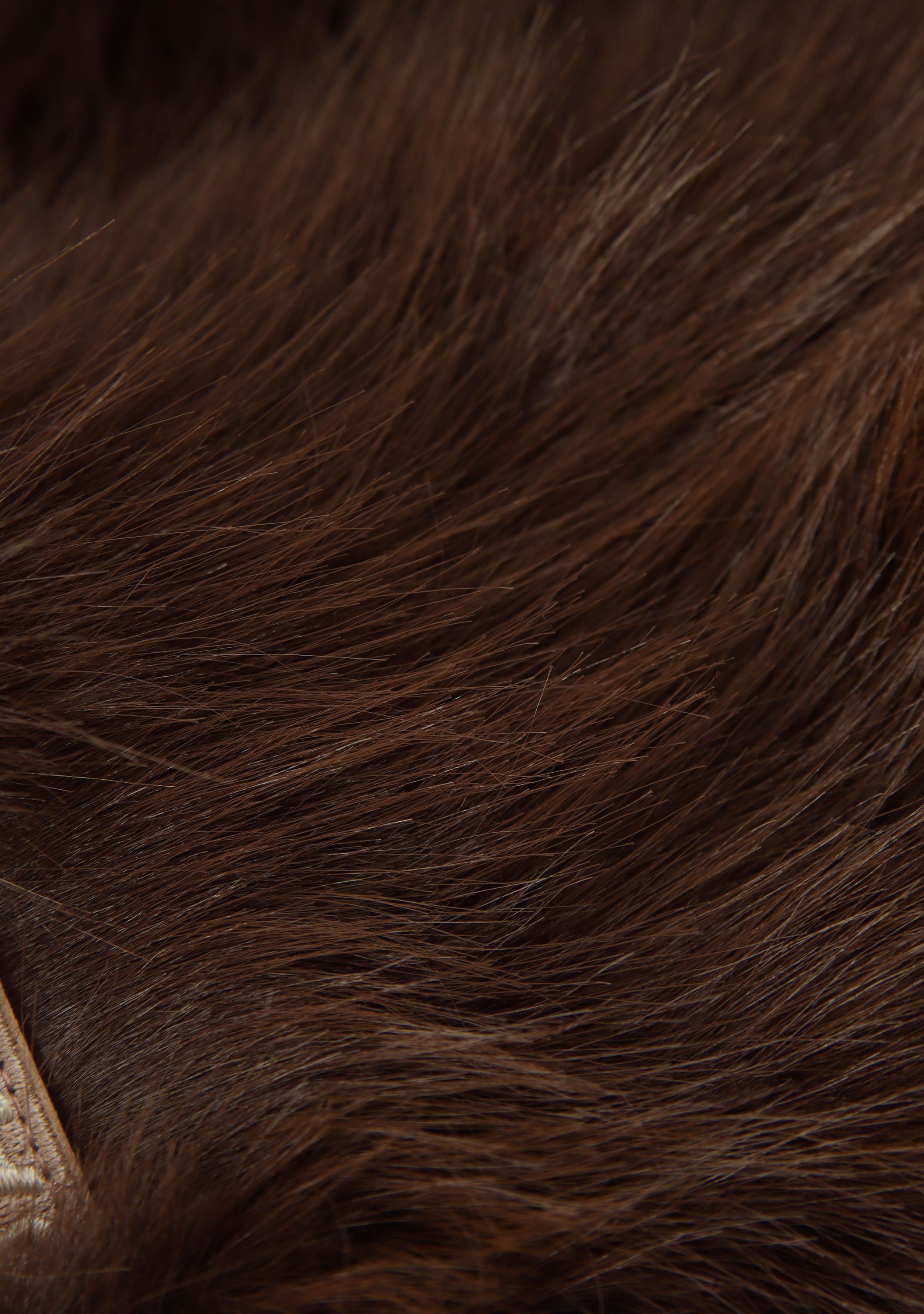 BARTS - ACCESSOIRE - Bruin