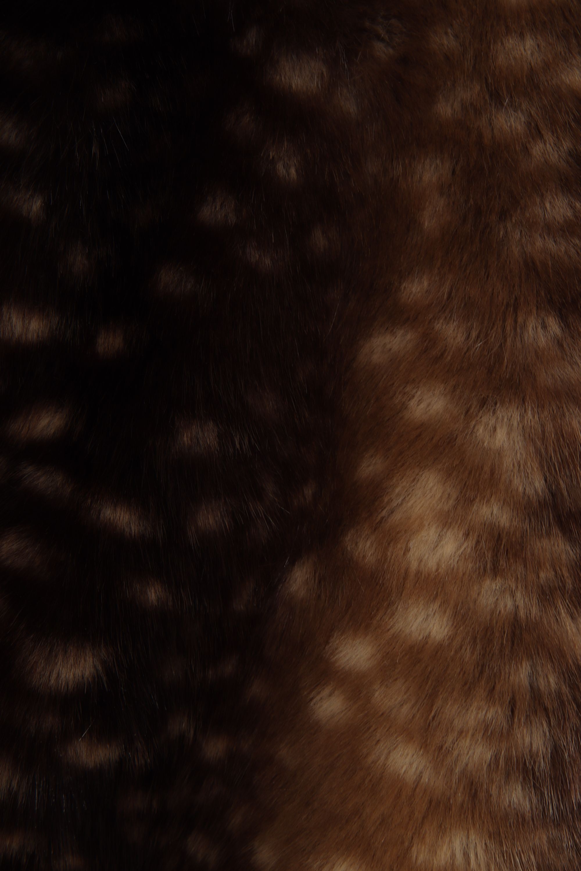 STUDIO AR - BLAZER - Bruin